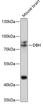 DBH Antibody