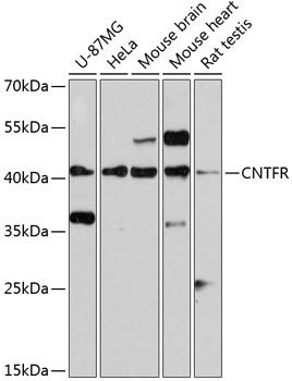 CNTFR Antibody