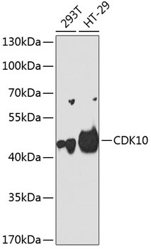 CDK10 Antibody