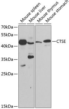 CTSE Antibody