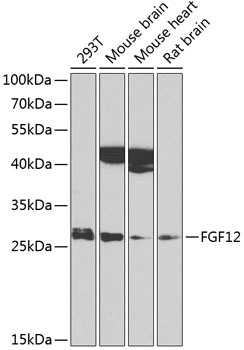 FGF12 Antibody