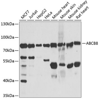 ABCB8 Antibody