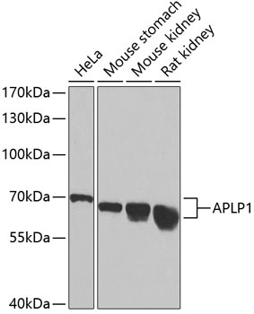 APLP1 Antibody