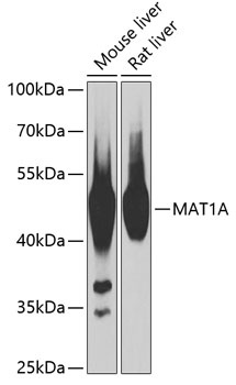 MAT1A Antibody
