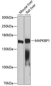 MAPKBP1 Antibody