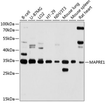 MAPRE1 Antibody