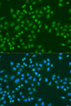 MSI1 Antibody