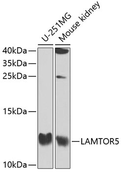 LAMTOR5 Antibody