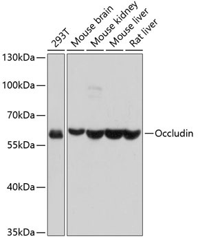 Occludin Antibody