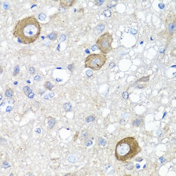 NRG4 Antibody