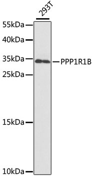 PPP1R1B Antibody