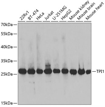 TPI1 Antibody
