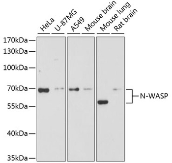 N-WASP Antibody