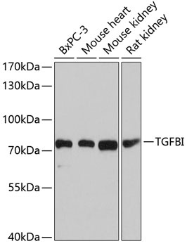 TGFBI Antibody