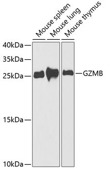 GZMB Antibody