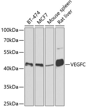 VEGFC Antibody