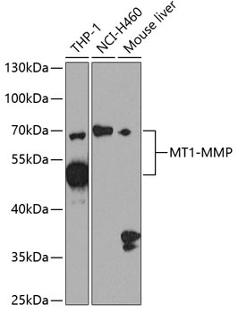 MT1-MMP Antibody