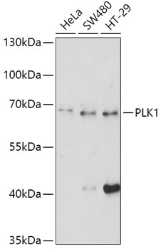 PLK1 Antibody