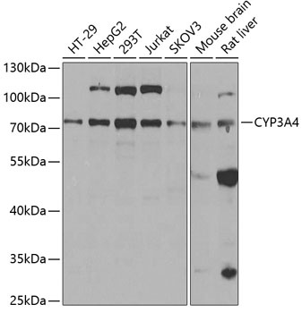 CYP3A4 Antibody