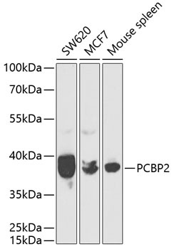 PCBP2 Antibody
