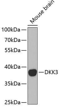 DKK3 Antibody