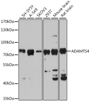 ADAMTS4 Antibody