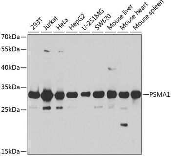 PSMA1 Antibody