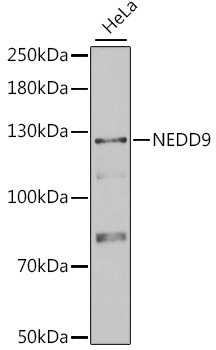 NEDD9 Antibody