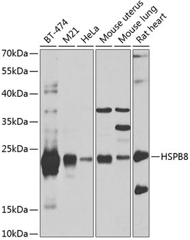 HSPB8 Antibody