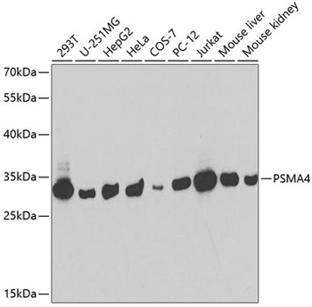 PSMA4 Antibody