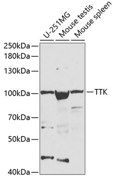 TTK Antibody