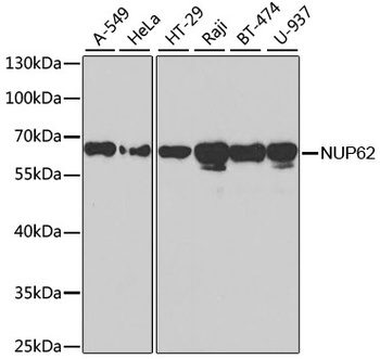 NUP62 Antibody