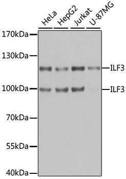 ILF3 Antibody