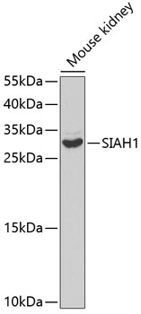 SIAH1 Antibody