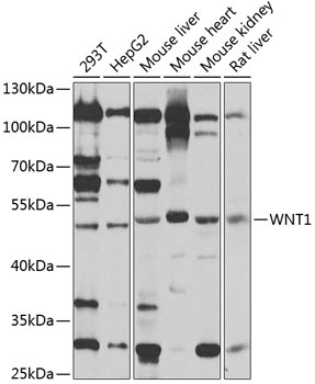WNT1 Antibody