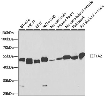 EEF1A2 Antibody