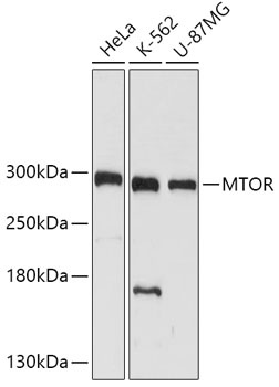 mTOR Antibody