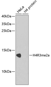 H4R3me2a Antibody