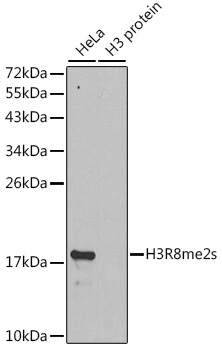 H3R8me2s Antibody
