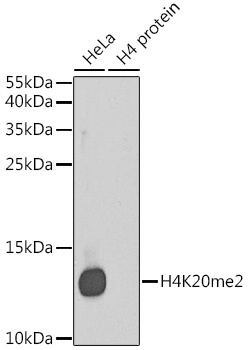 H4K20me2 Antibody