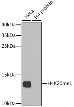 H4K20me1 Antibody