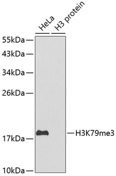 H3K79me3 Antibody