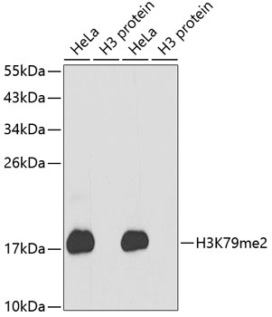 H3K79me2 Antibody