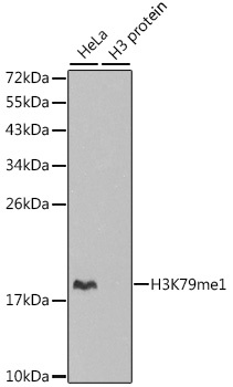 H3K79me1 Antibody