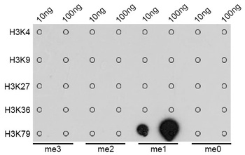 H3K79me1 Antibody