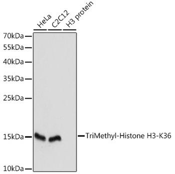 H3K36me3 Antibody
