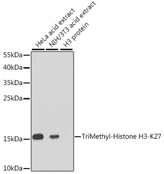 TriMethyl-Histone H3-K27 pAb