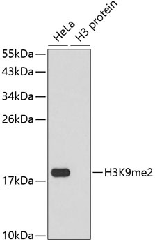 H3K9me2 Antibody