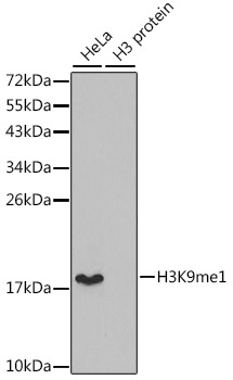MonoMethyl-Histone H3-K9 pAb