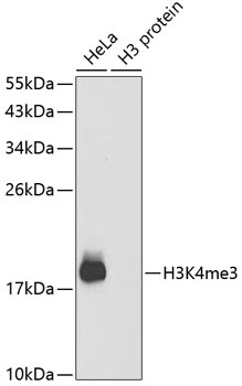 H3K4me3 Antibody